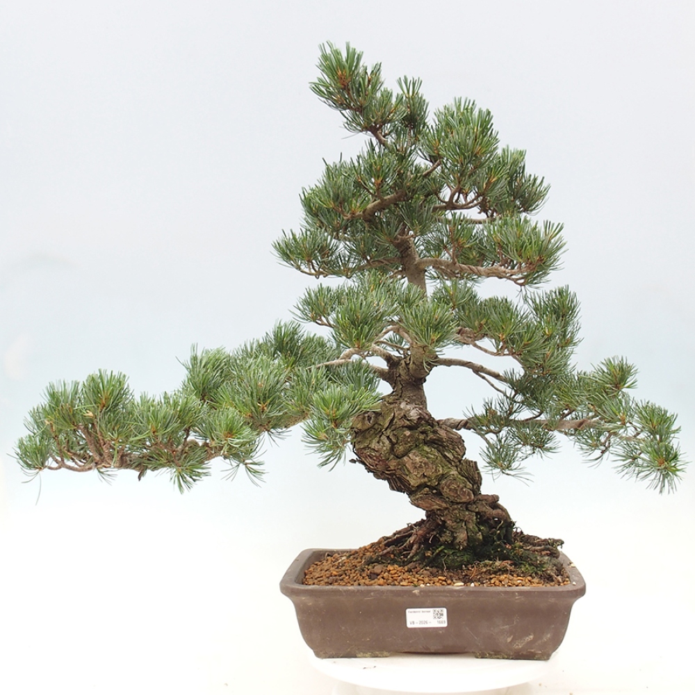 Bonsaï d'extérieur - Pinus parviflora - Pinus parviflora