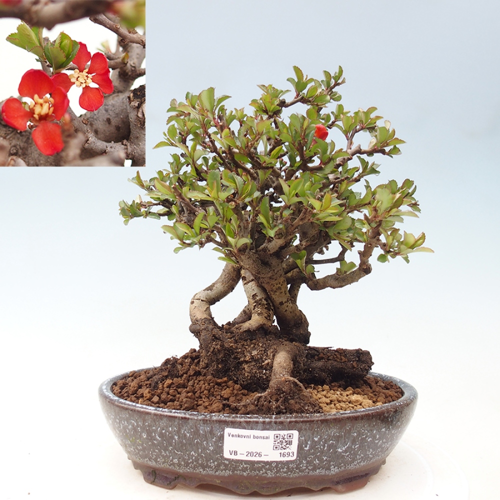 Bonsaï d'extérieur - Chaneomeles speciosa - Coing