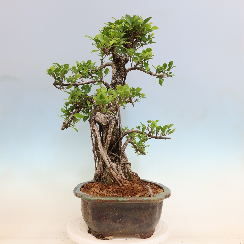 Salle bonsaï - Ficus kimmen - ficus à petites feuilles