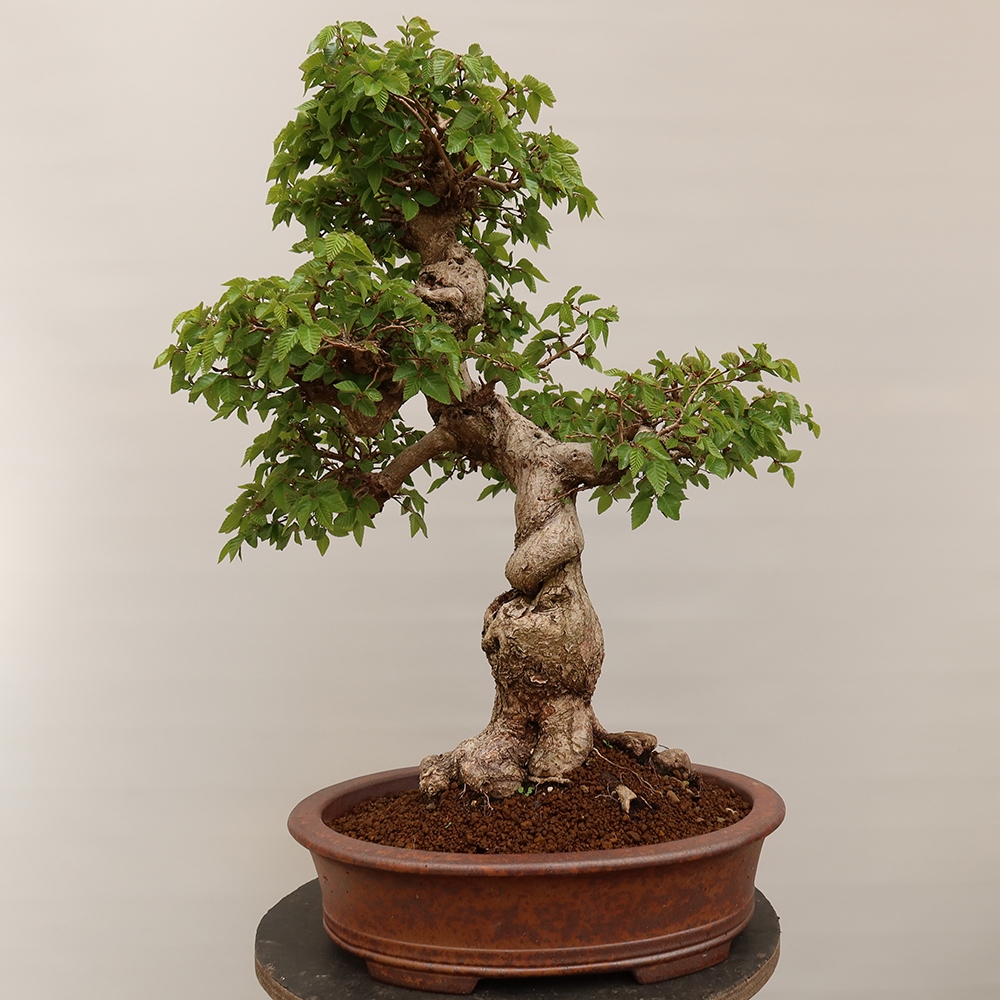 Bonsaï d'extérieur -Carpinus Coreana - Charme de Corée