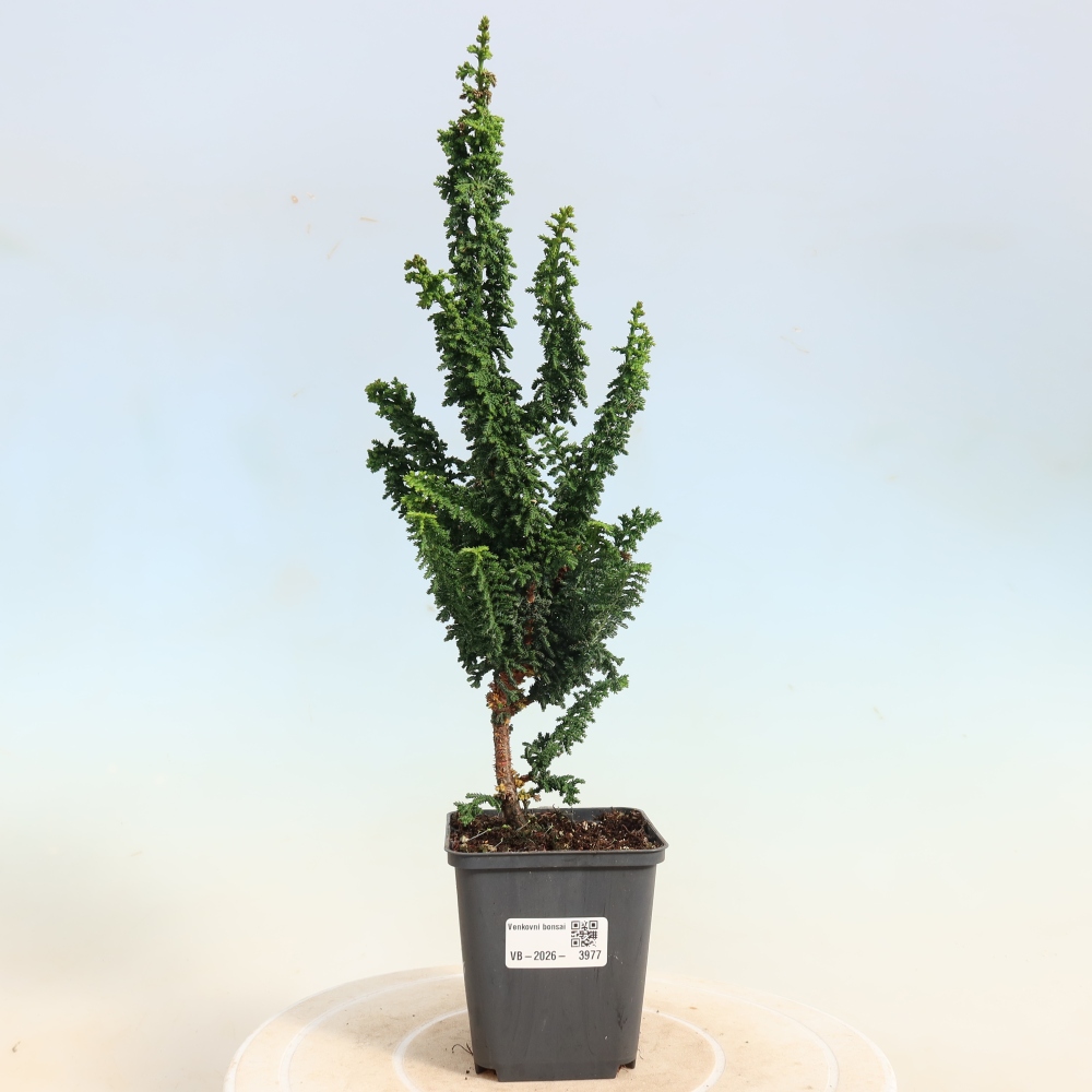 Bonsaï d'extérieur - Cham. obtusa SEKKA HINOKI - Cyprès