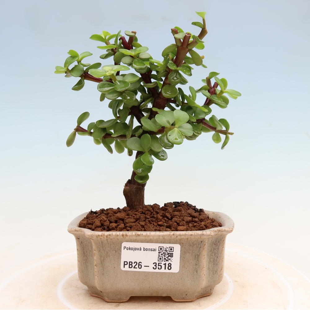 Bonsaï de chambre - Portulakaria Afra - Tlustice