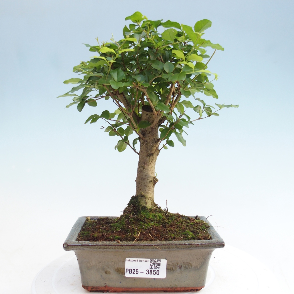 Bonsaï de chambre -Ligustrum chinensis - Bec d'oiseau