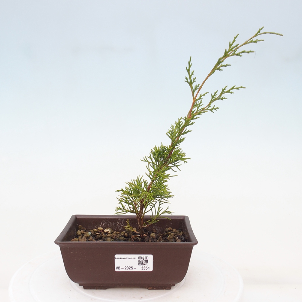 Bonsaï d'extérieur - Juniperus chinensis Itoigawa