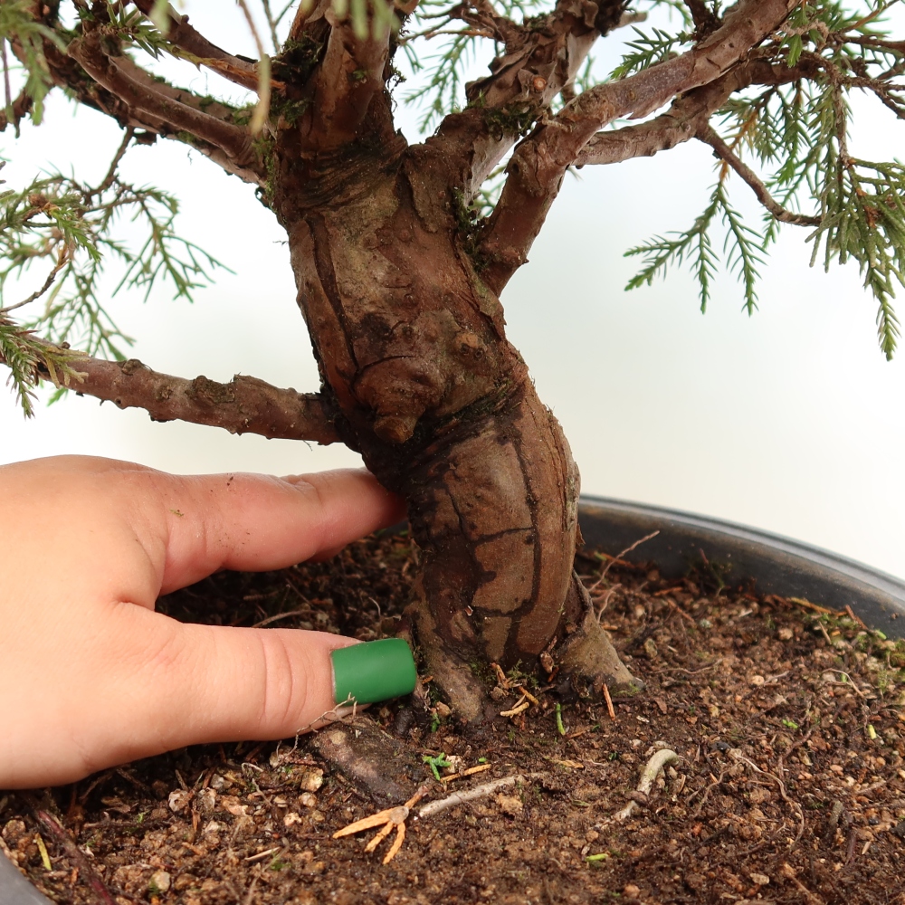 Bonsaï d'extérieur - Juniperus chinensis Itoigawa-Juniperus chinensis