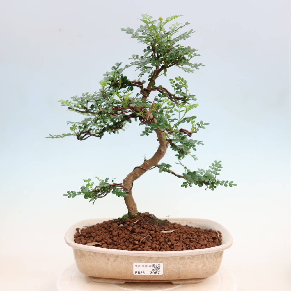 Salle bonsaï - Zantoxylum piperitum - arbre à poivre
