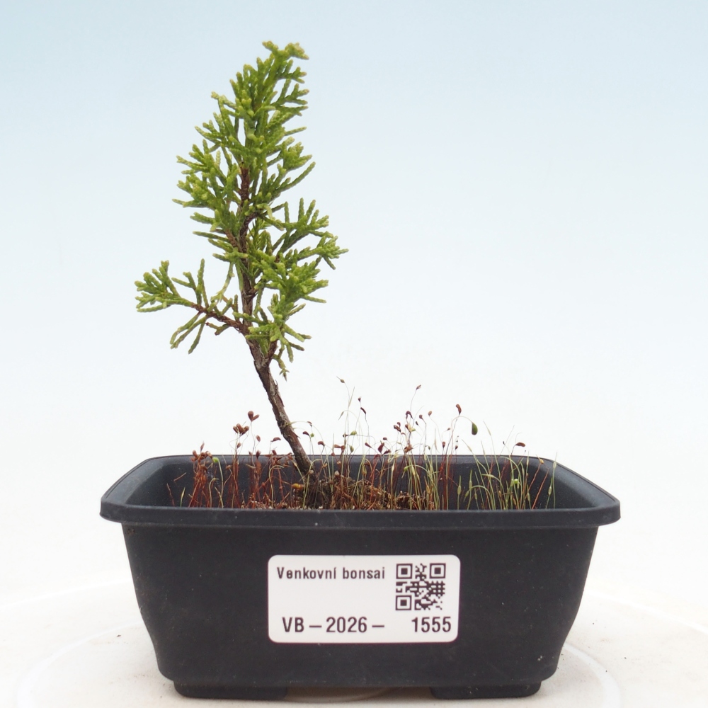 Bonsaï d'extérieur - Juniperus chinensis Itoigawa