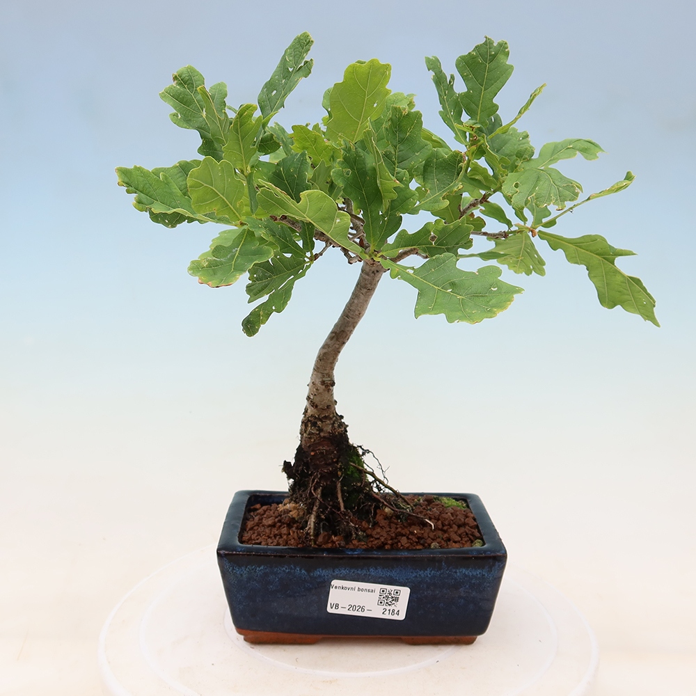 Bonsaï d'extérieur - Quercus robur - Chêne pédonculé