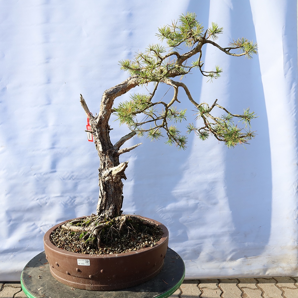 Pinus sylvestris Espagne - pin sylvestre