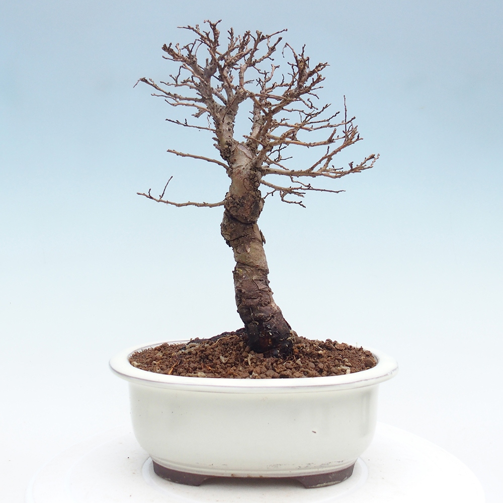 Bonsaï d'extérieur - Zelkova - Zelkova NIRE