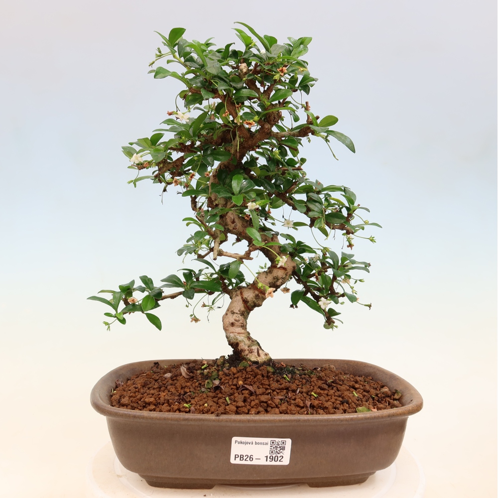 Bonsaï de chambre - Carmona macrophylla - Tea fuki