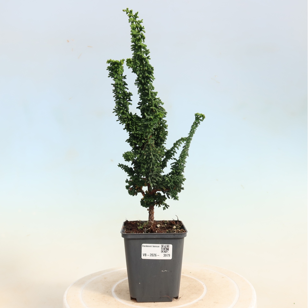 Bonsaï d'extérieur - Cham. obtusa SEKKA HINOKI - Cyprès