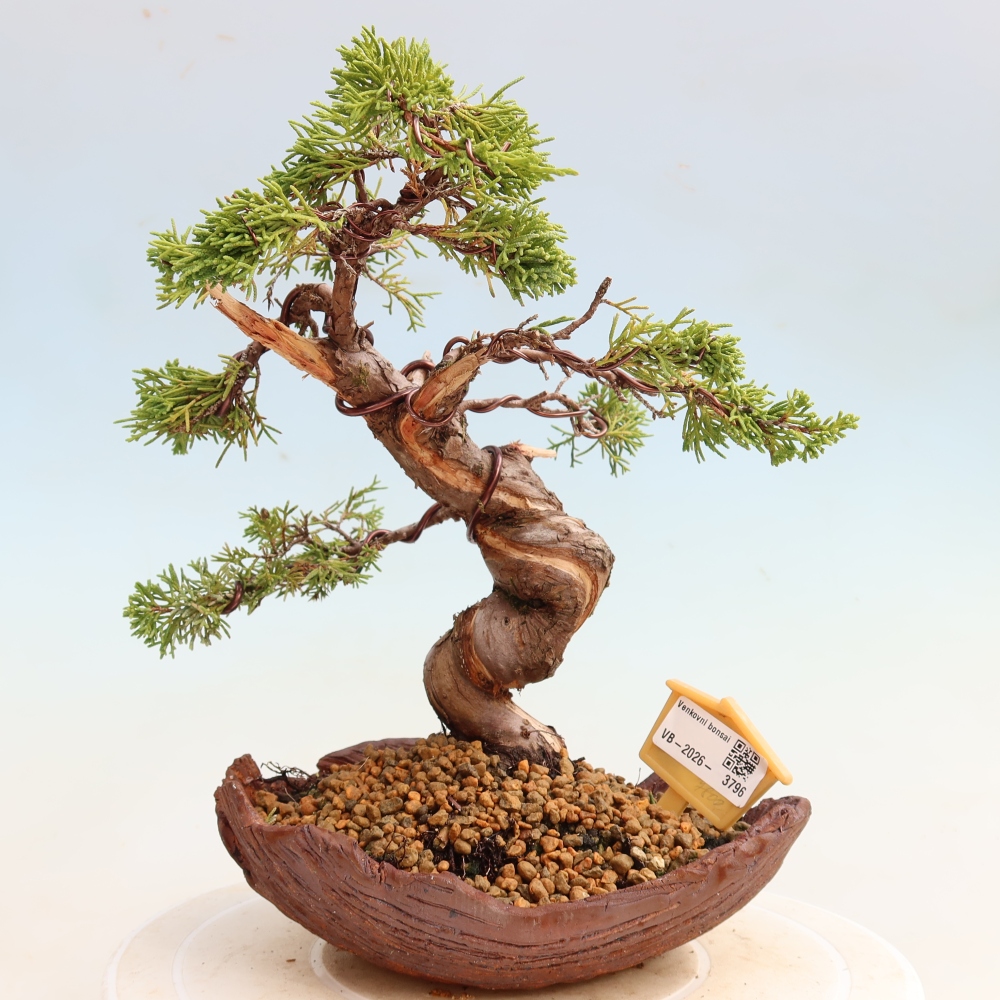 Bonsaï d'extérieur - Juniperus chinensis Itoigawa-Juniperus chinensis