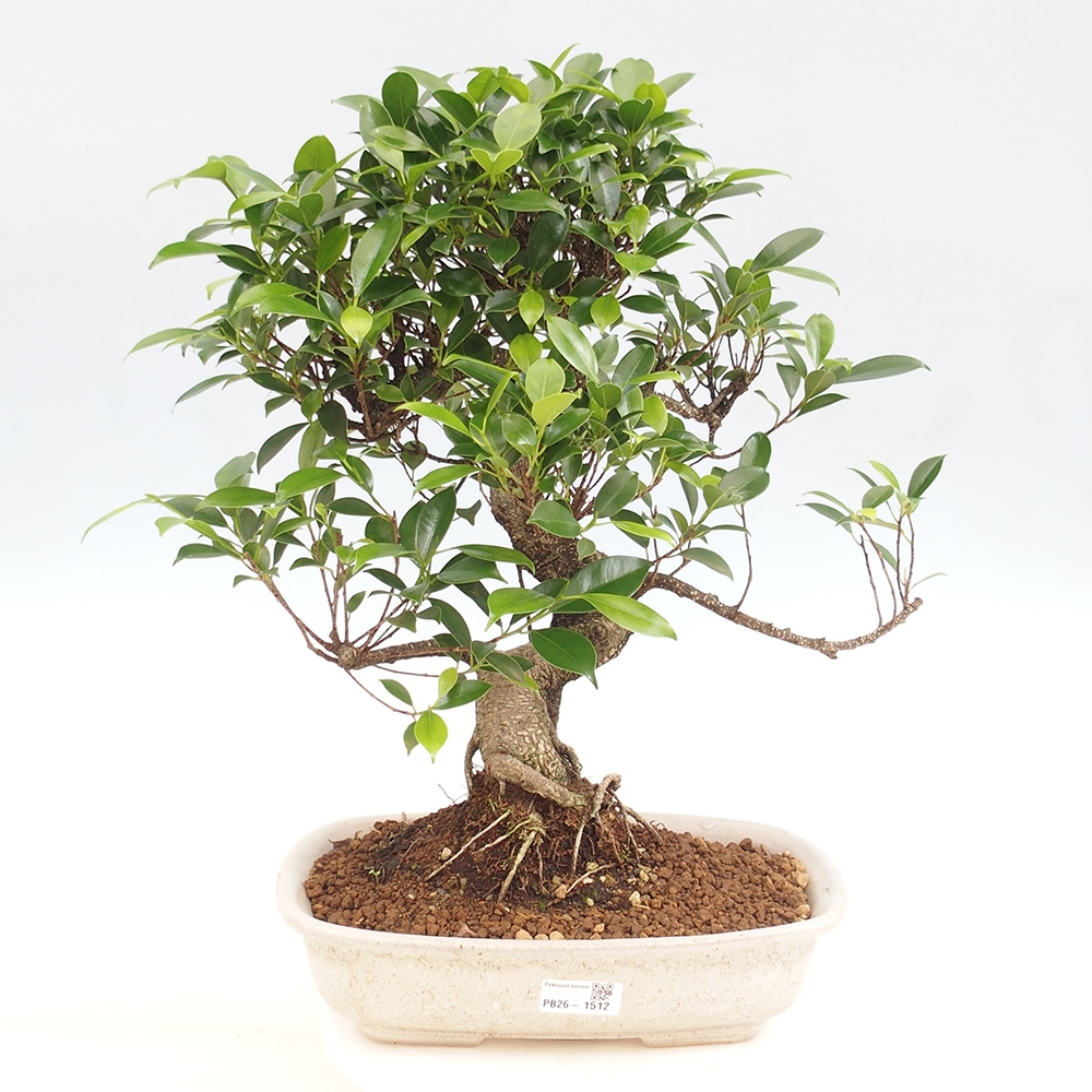 Salle bonsaï - Ficus kimmen - ficus à petites feuilles
