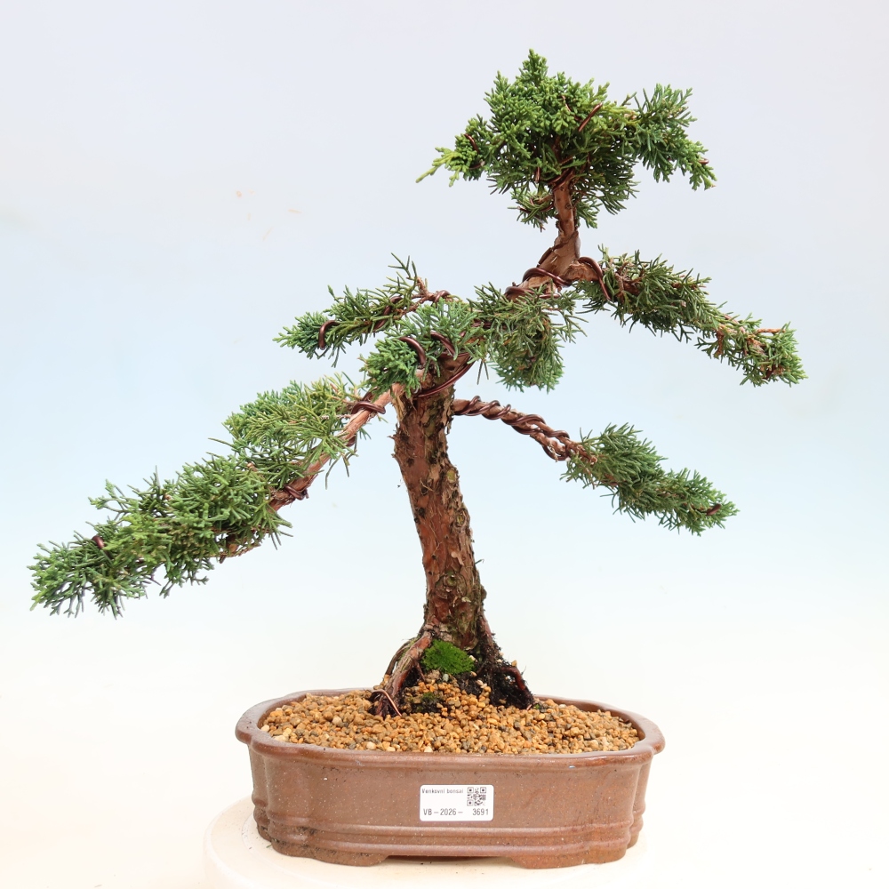 Bonsaï d'extérieur - Juniperus chinensis Kishu