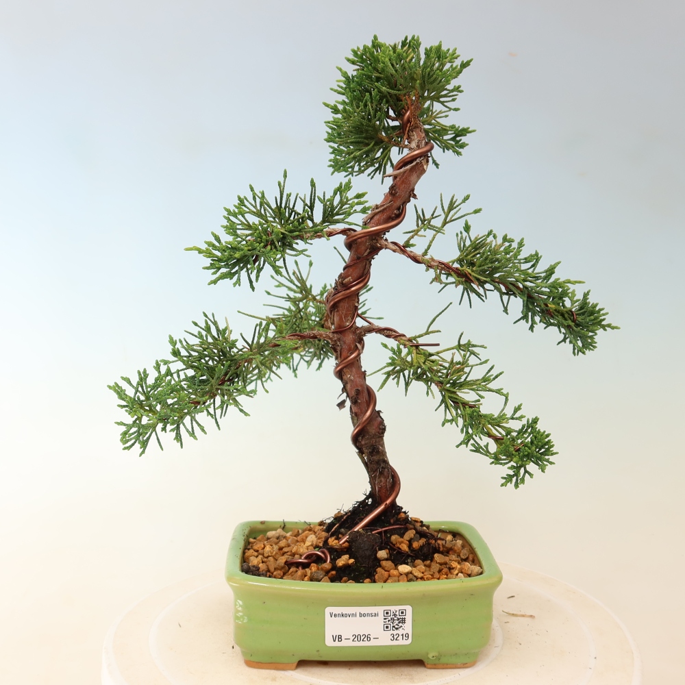 Bonsaï d'extérieur - Juniperus chinensis Kishu