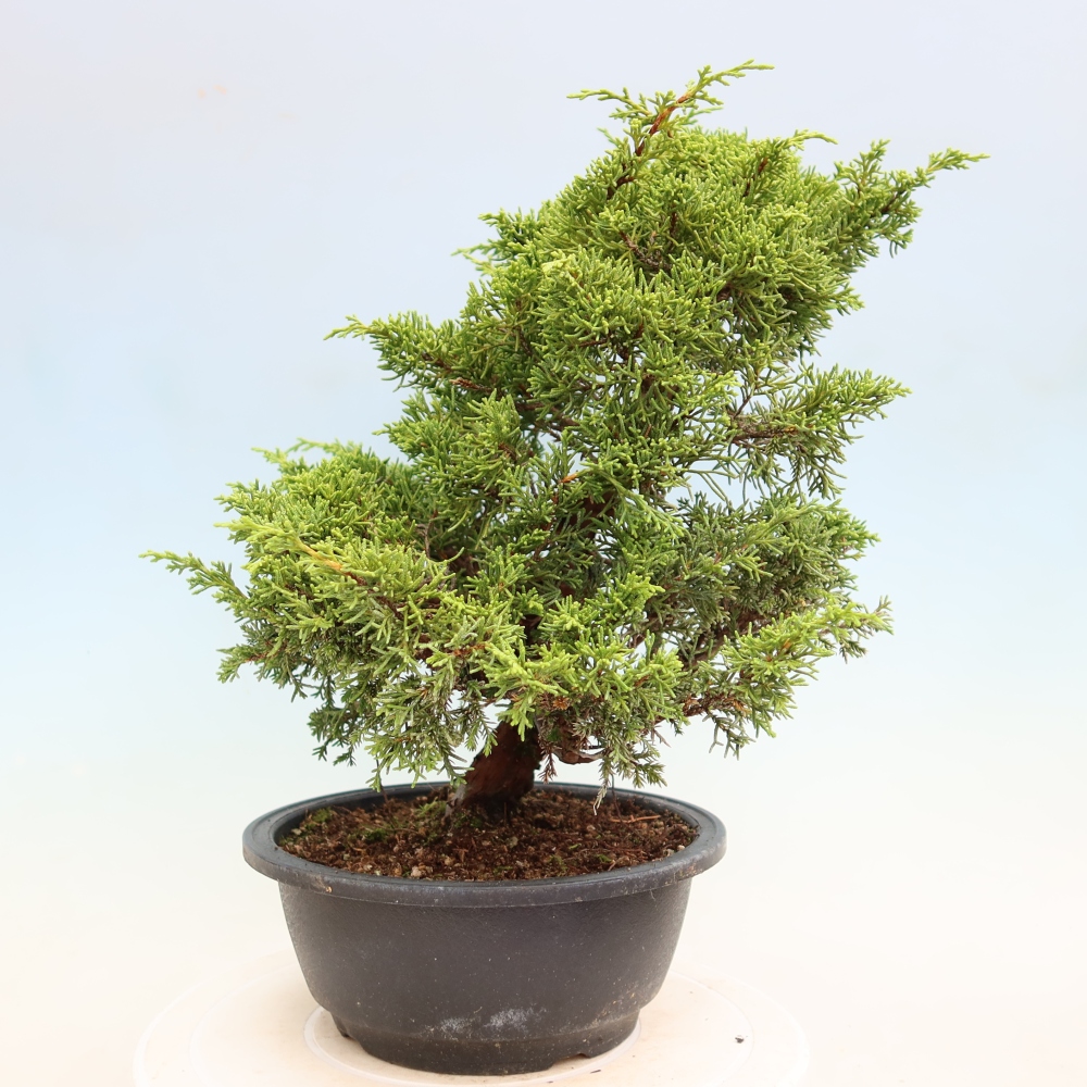 Bonsaï d'extérieur - Juniperus chinensis Itoigawa-Juniperus chinensis