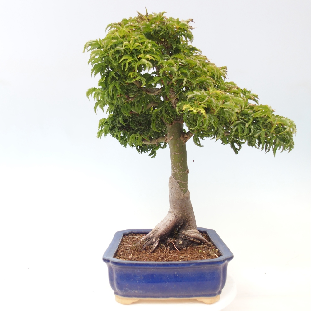 Bonsaï d'extérieur -Javor palm Acer palmatum Shishigashira