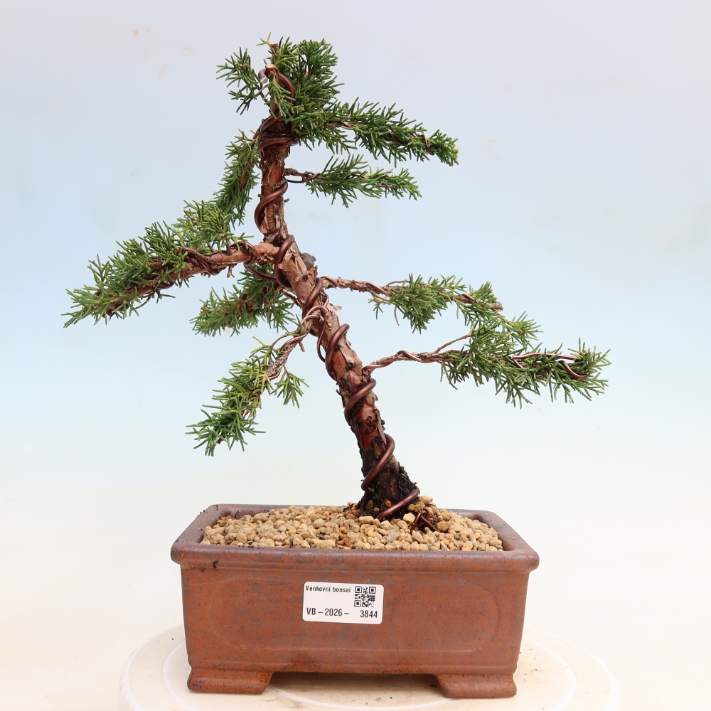 Bonsaï d'extérieur - Juniperus chinensis Kishu