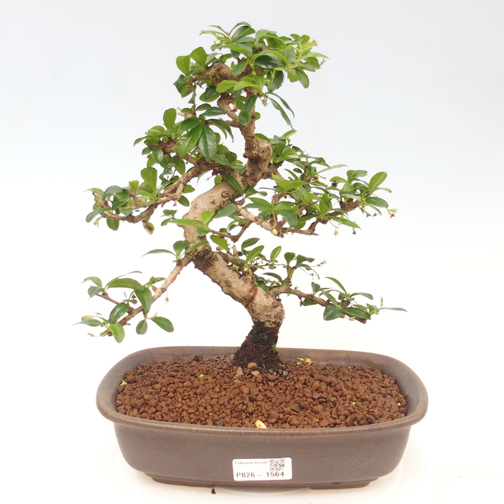 Bonsaï de chambre - Carmona macrophylla - Tea fuki