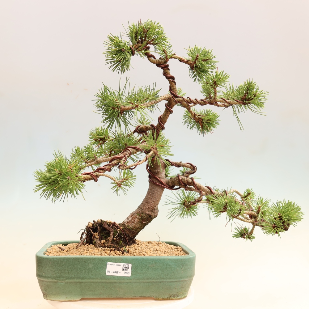 Bonsaï d'extérieur - Pinus mugo Humpy  - Pin nain