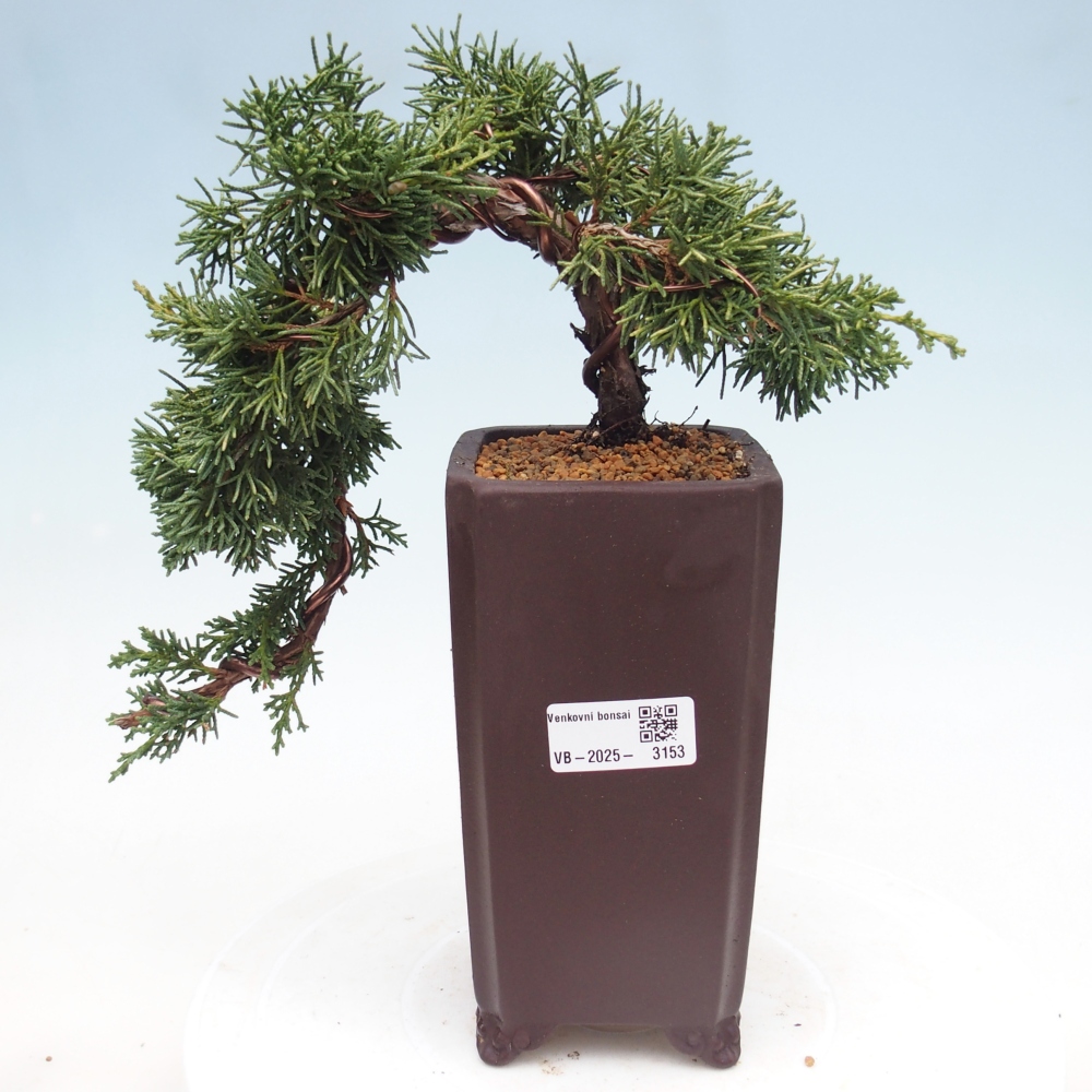 Bonsaï d'extérieur - Juniperus chinensis Kishu