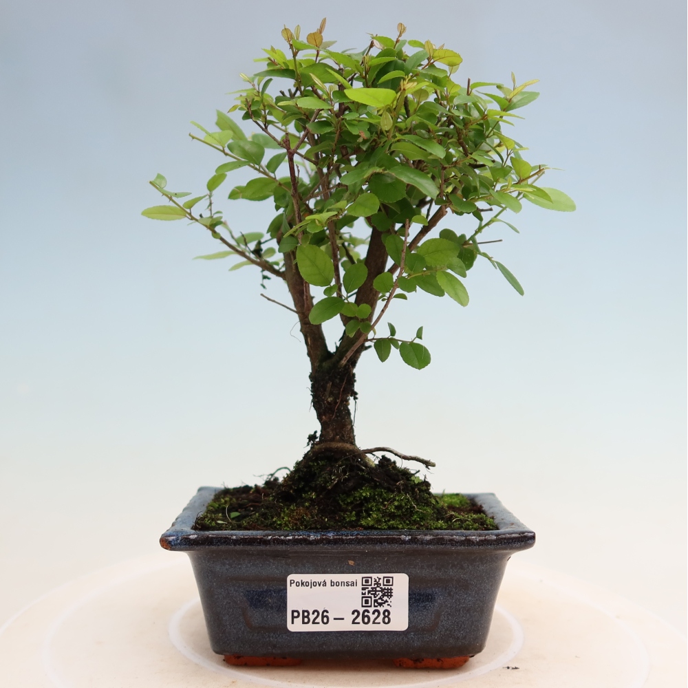 Bonsaï de chambre - Sageretia thea - Sageretia thea