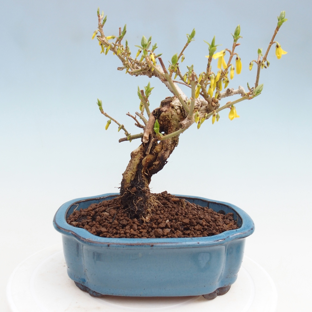 Bonsaï d'extérieur - Zlatice - Forsythia koreana