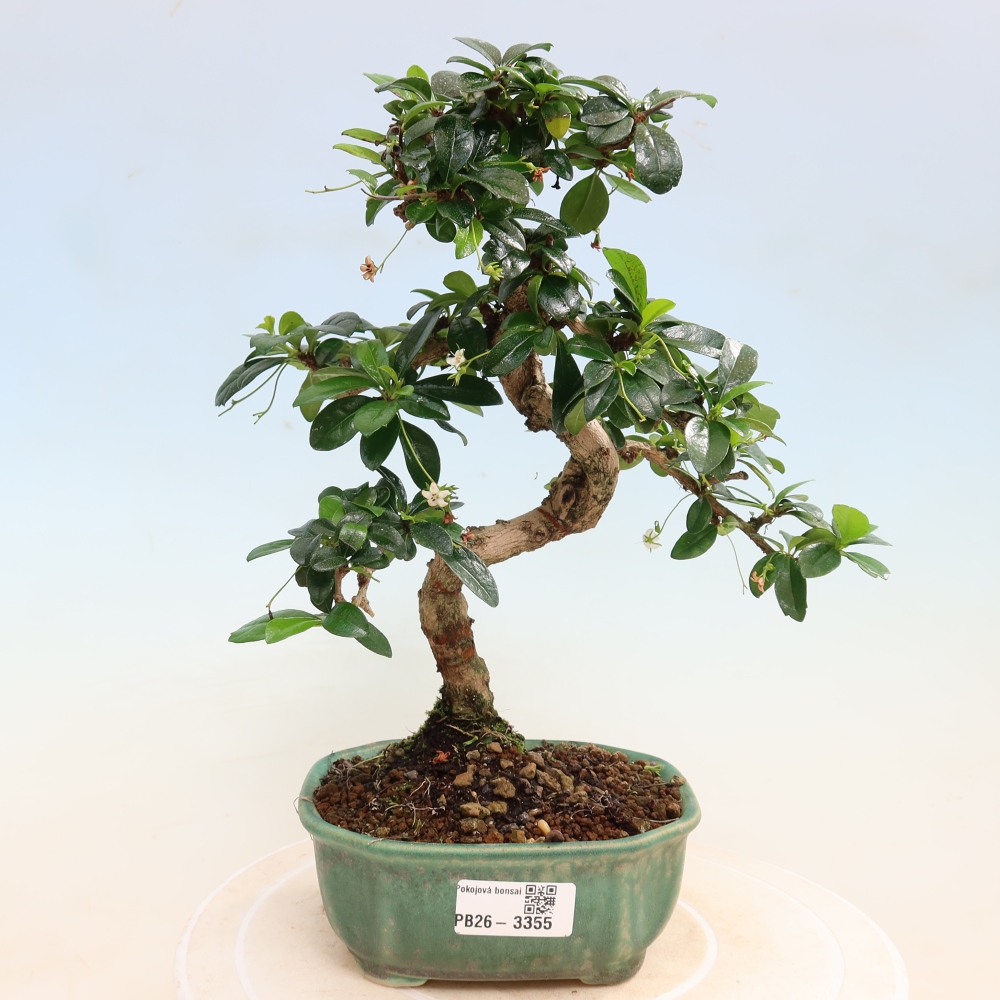 Bonsaï de chambre - Carmona macrophylla - Tea fuki