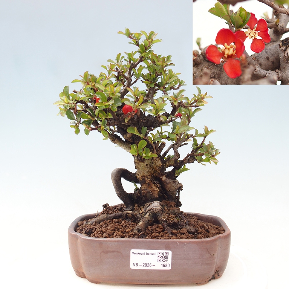 Bonsaï d'extérieur - Chaneomeles speciosa - Coing