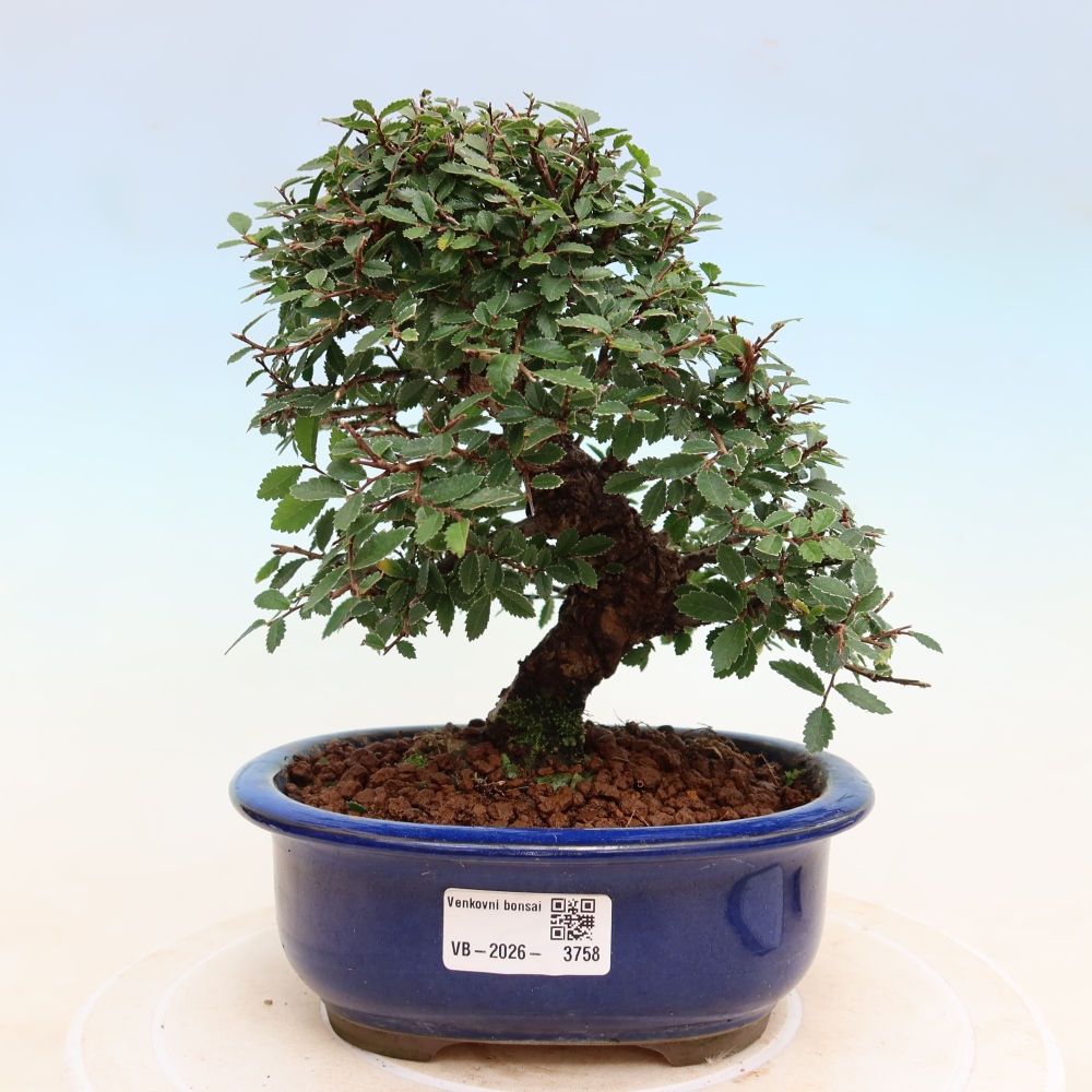 Bonsaï d'extérieur - Zelkova - Zelkova NIRE