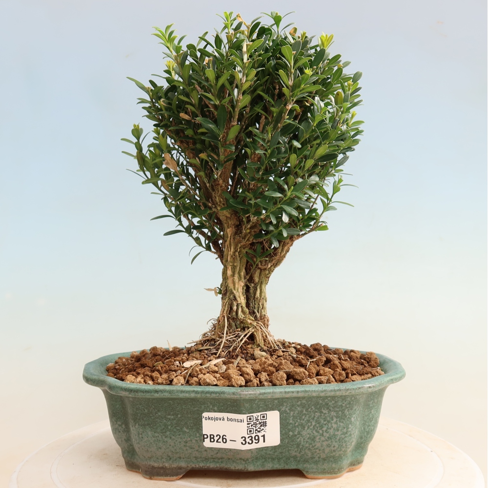 Bonsaï de chambre - Buxus harlandii - buxus liège