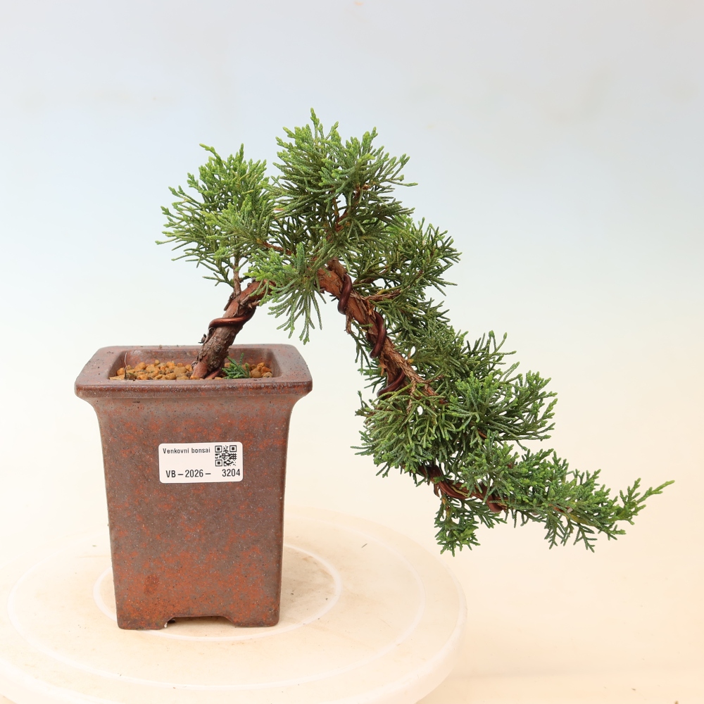 Bonsaï d'extérieur - Juniperus chinensis Kishu