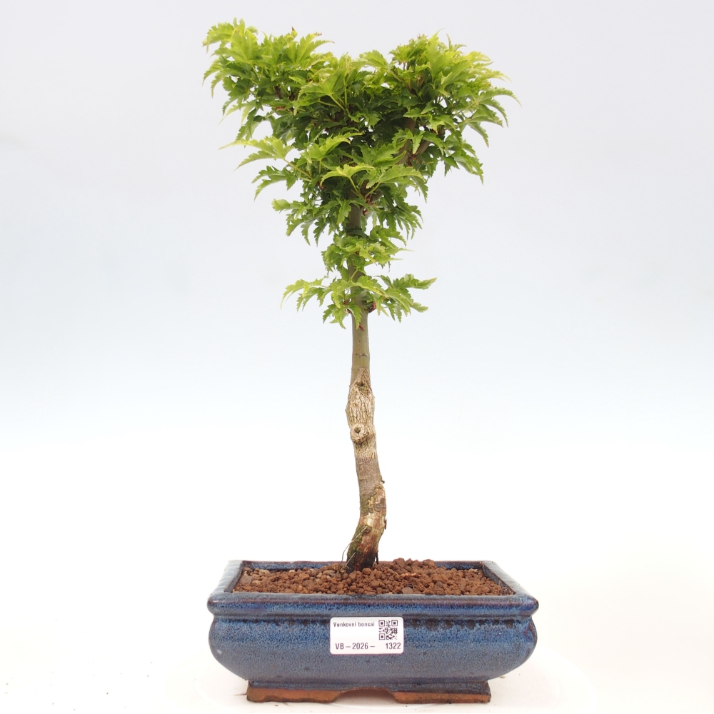 Bonsaï d'extérieur -Javor palm Acer palmatum Shishigashira
