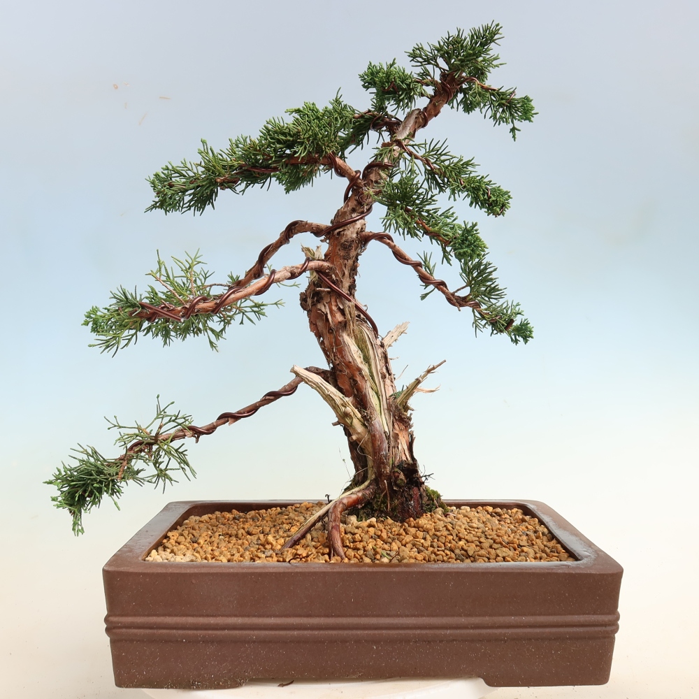 Bonsaï d'extérieur - Juniperus chinensis Kishu