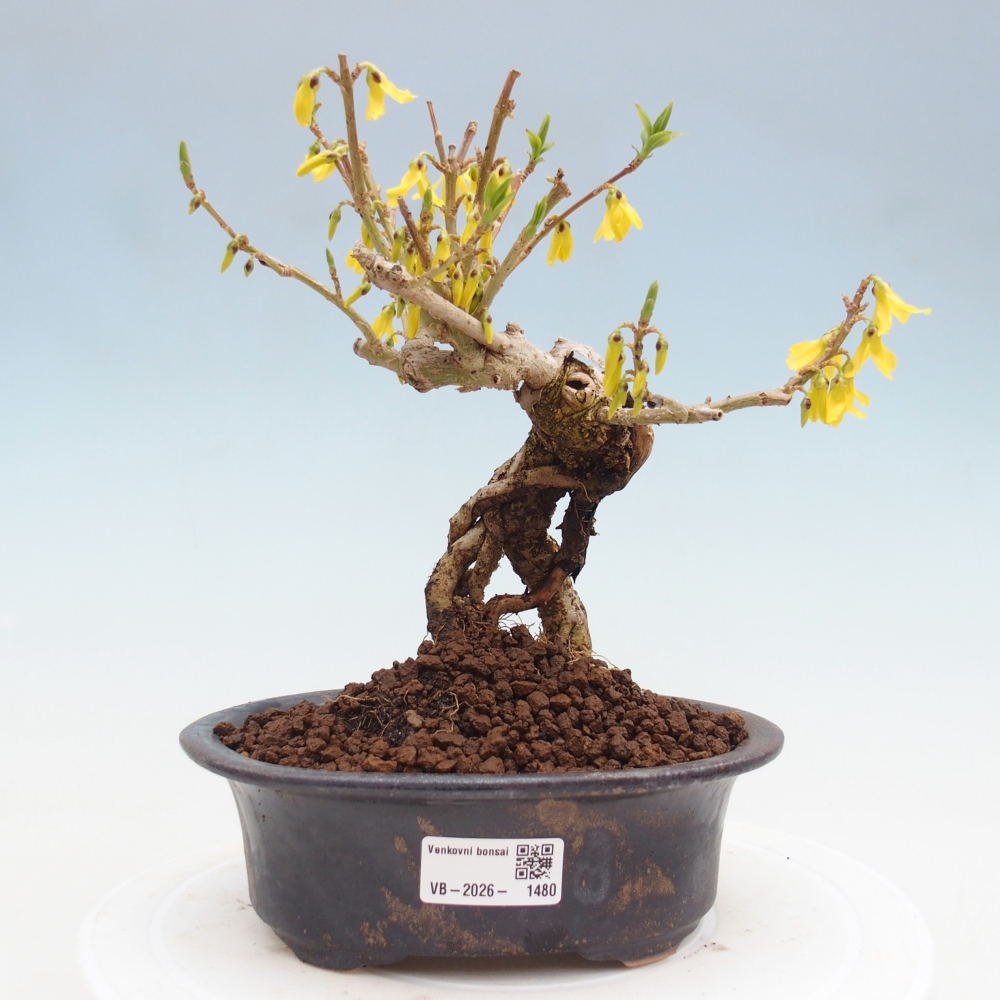 Bonsaï d'extérieur - Zlatice - Forsythia koreana