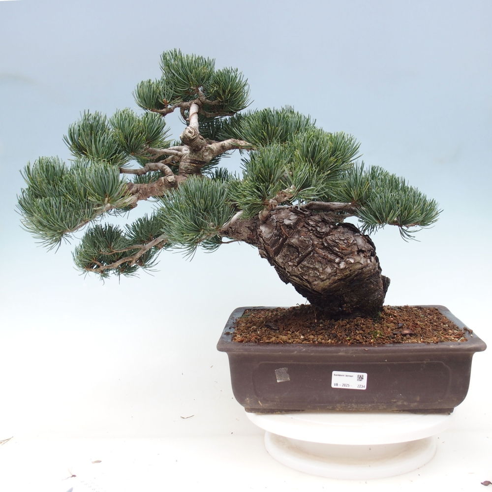 Bonsaï d'extérieur - Pinus parviflora - Pinus parviflora