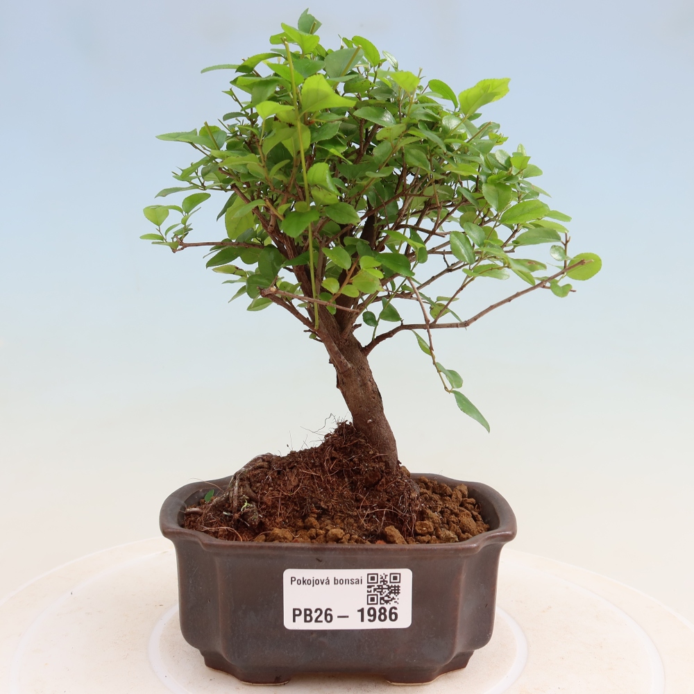 Bonsaï de chambre - Sageretia thea - Sageretia thea