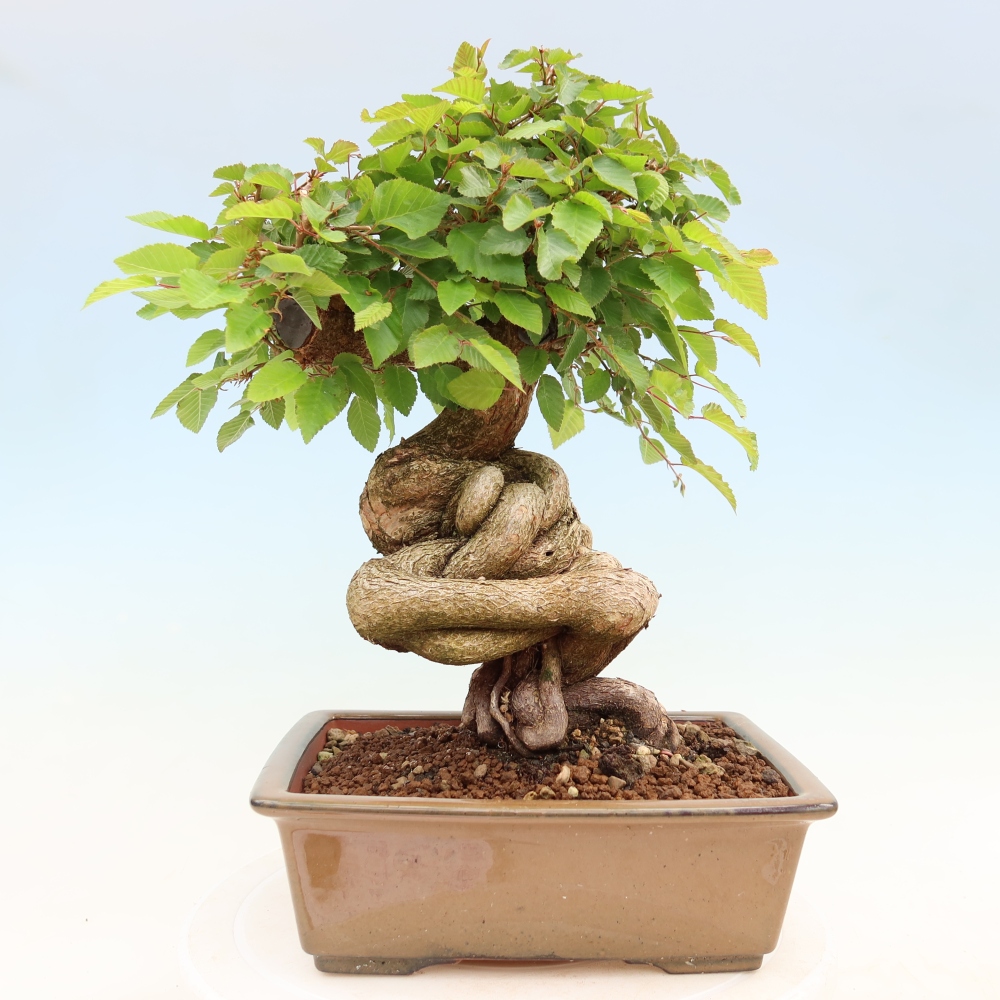 Bonsaï d'extérieur -Carpinus Coreana - Charme de Corée