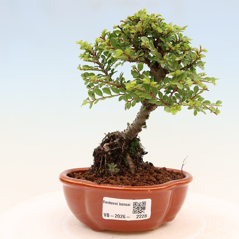 Bonsaï d'extérieur - Ulmus parvifolia Sagei - Orme à petites feuilles