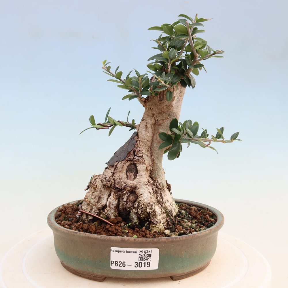Bonsaï d'intérieur - Olea europaea sylvestris