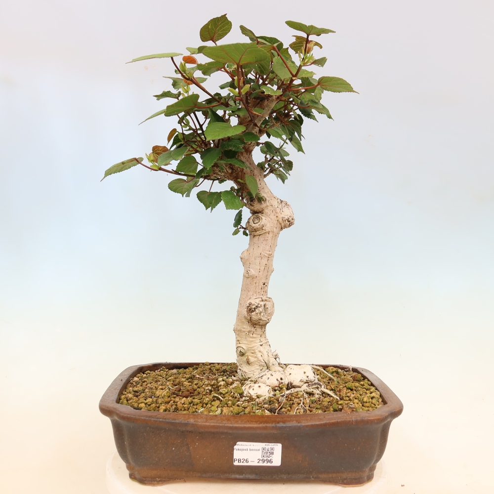 Bonsaï d'intérieur - Hibiscus tiliaceus - Hibiscus de mer