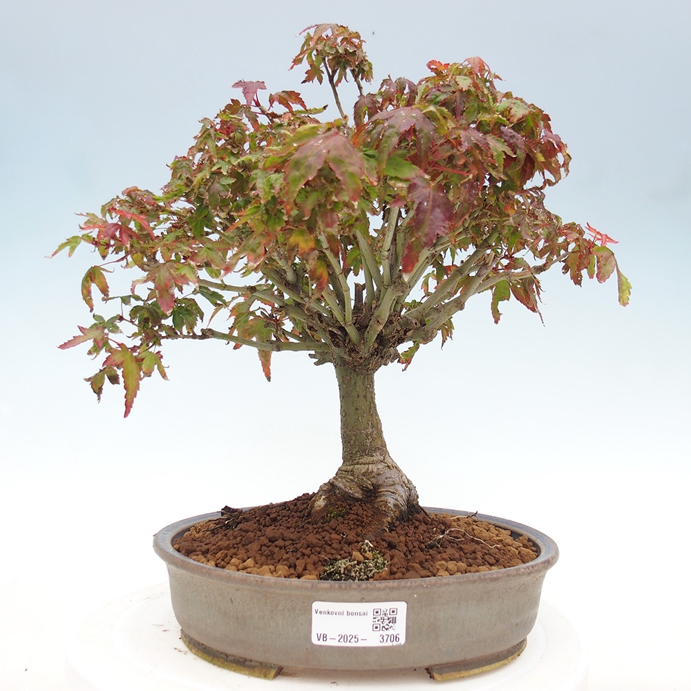 Acer palmatum KIOHIME - Érable palmé