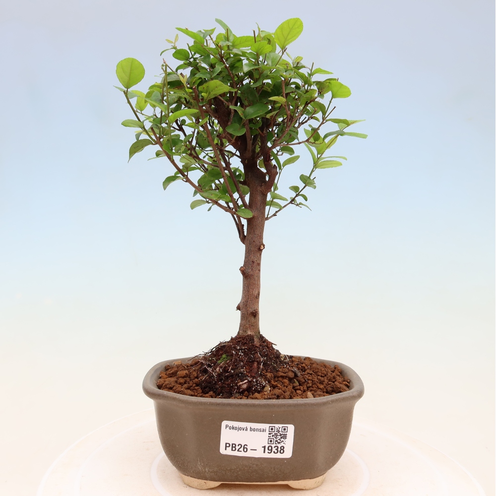Bonsaï de chambre - Sageretia thea - Sageretia thea