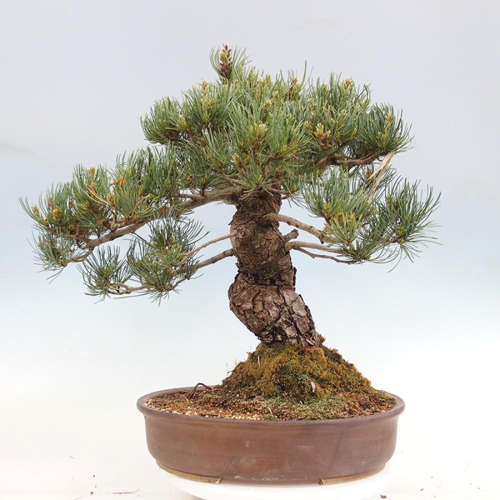 Bonsaï d'extérieur - Pinus parviflora - Pinus parviflora