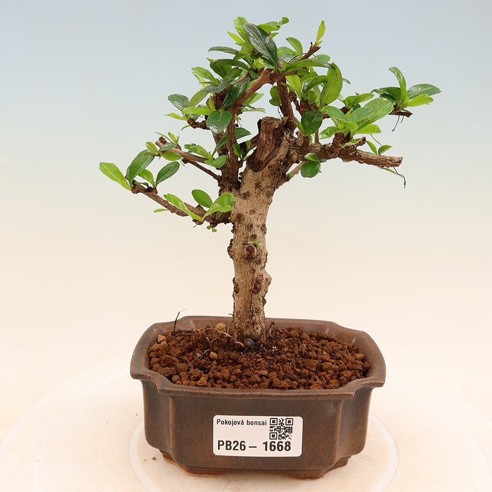 Bonsaï de chambre - Carmona macrophylla - Tea fuki