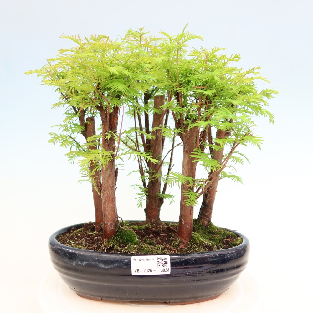 Bonsaï d'extérieur - Metasequoia glyptostroboides - Métaséquoia de Chine - petit bosquet