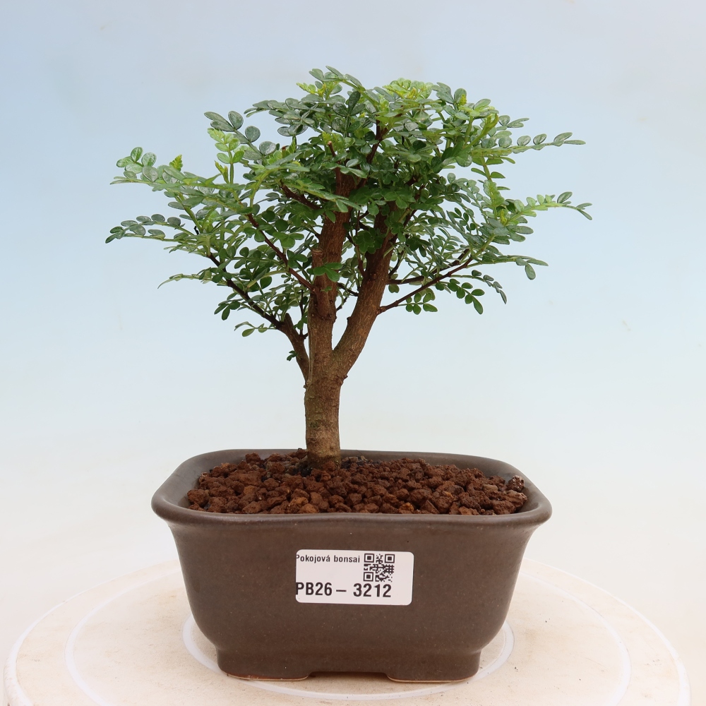 Salle bonsaï - Zantoxylum piperitum - arbre à poivre