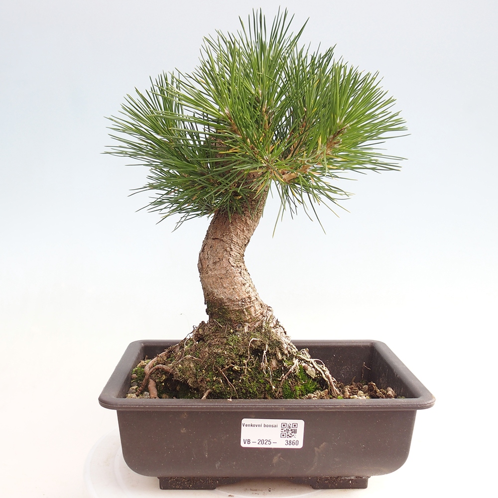 Bonsaï d'extérieur - Pinus thunbergii - Pin de Thunberg