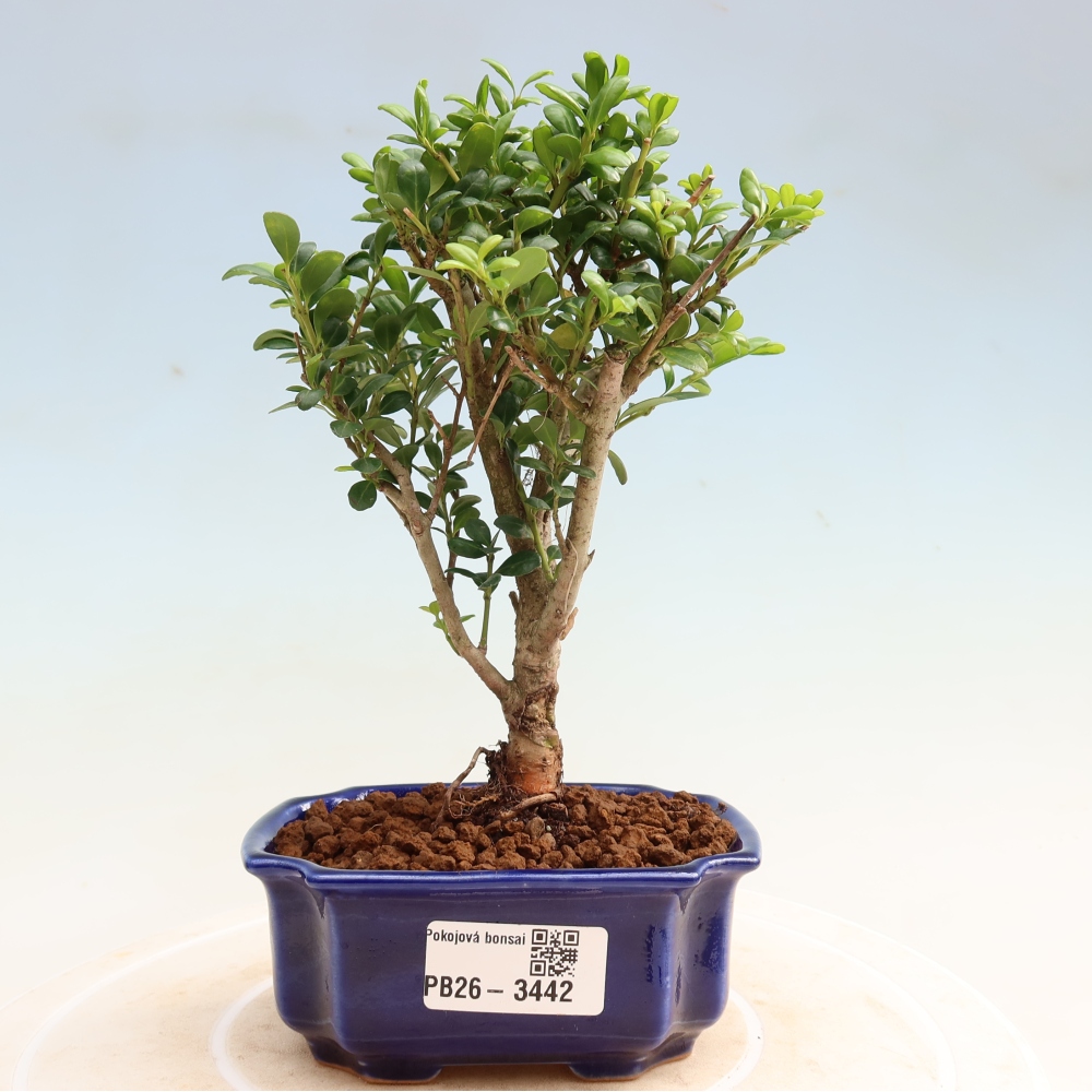 Bonsaï de chambre - Ilex crenata - Houx